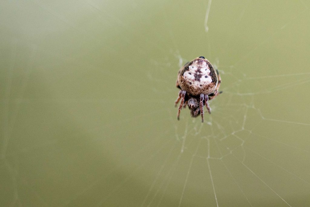 An Eriovixia Excelsa (orb-weaver spider) 