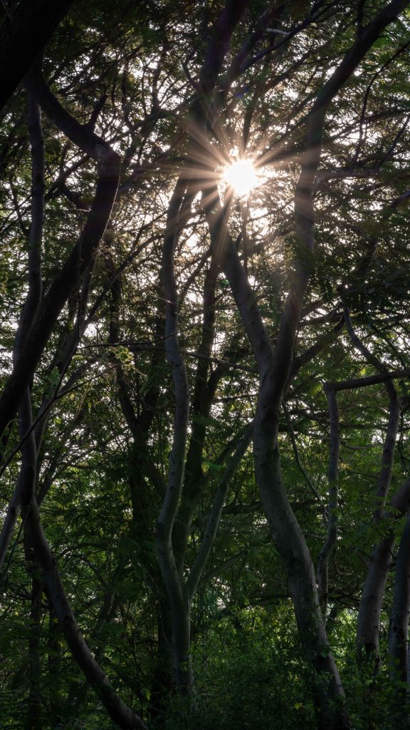 Sunrays pass through trees 